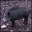 Wild Boar