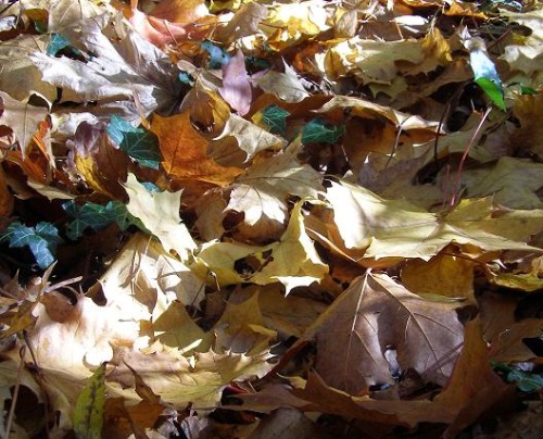 Autumn leaves (c) Sally Nex