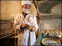 يک کارمند بهداشتی چين در حال واکسن زدن به يک جوجه