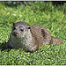 Otter (Lutra Lutra)