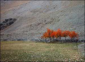 محمدرضا راشد