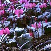 Cyclamen coum