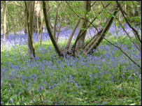 Bluebells at Shorne Wood