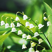 Convallaria majalis
