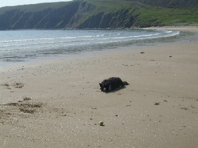 Throw the ball then!