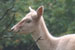 White Deer