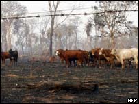 Vacas em pasto queimado em San Pedro, 350 km ao norte de Assunção(AFP PHOTO NORBERTO)
