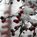 Frost on berries