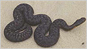 Adder c/o Natural England Peter Wakely