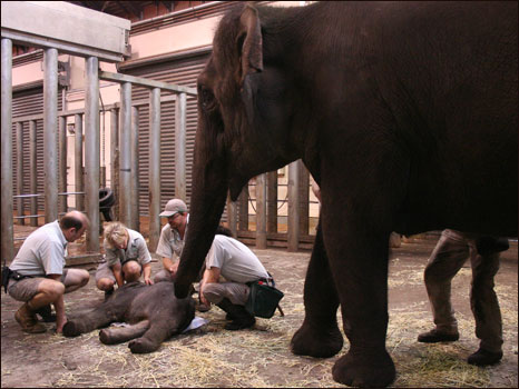 Parto de elefante na Austrália (Foto: Bobby-Jo Vial, Taronga Zoo)