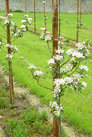 Heritage Orchard
