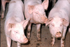 Sheila Dillon discusses the pig industry