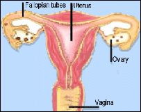 نازايی در زنان