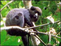 Macaco-de-nariz-branco