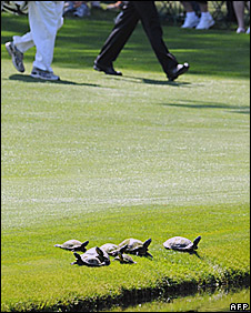 Turtles, 16th fairway, Augusta
