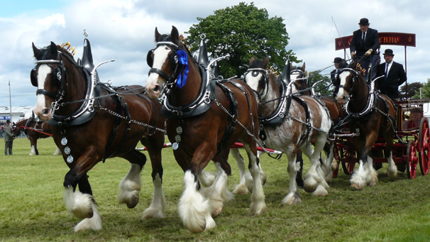 six clydesdales pull the Glenshenno carriage
