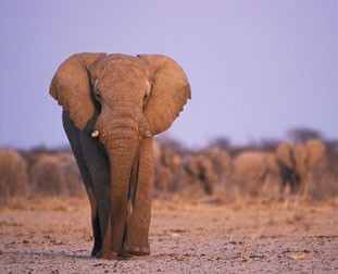 African Elephant from Nature Picture Library