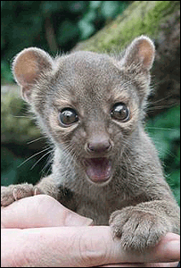 Fossa