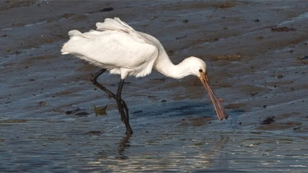 spoonbill1.jpg