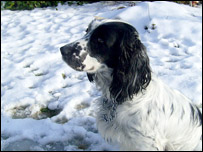 Krissi's new dog, Molly