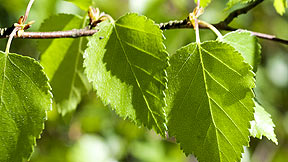 Spring birch in Scotland