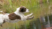 Day 1 - A dog jumping into a lake.