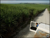 Plantação de cana-de-açúcar