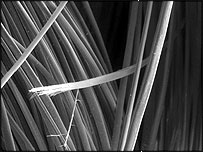 Microscopic shot of Anne Bronte's hair