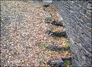 ميلاد رشيدی