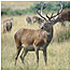 Red Deer