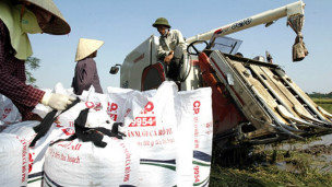 Nông dân thu hoạch lúa ở ngoại thành Hà Nội