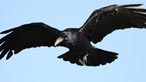 Raven
