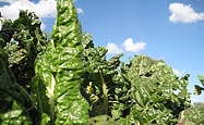 Kale growing in an organic farm in Kibera, Kenya