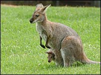Kangaroo