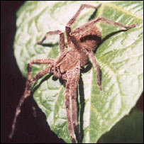 Phoneutria fera (ilustrační foto)