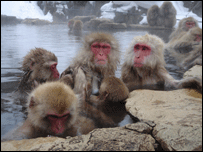 Macacos no parque Jigokudani. Divulgação/Prefeitura de Yamanouchi