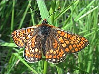 Marsh Fritillary Butterfly 
