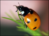 Ladybird