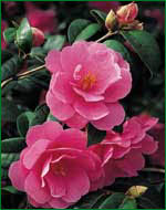 Camellia Inspiration