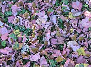 عکس از فاطمه طباطبائی