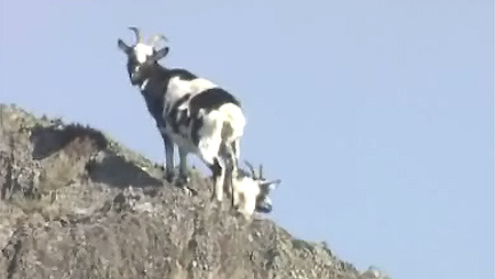 Goat