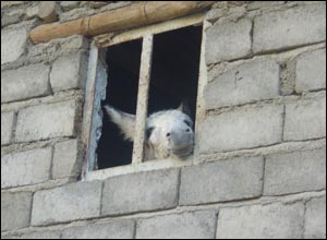 عکس از علی ایپک چی