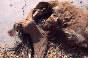 Mike finds a deserted village