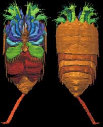 3D reconstruction of fossils - copyright Professor Derek Briggs, Professor David Siveter, Professor Derek Siveter and Dr Mark Sutton