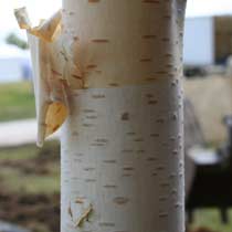 Betula utilis