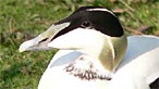Eider. Photo: John Davies