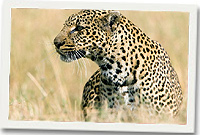 Llewpard