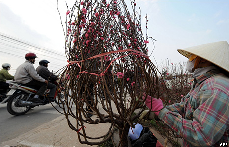 Bán cành đào ở Hà Nội
