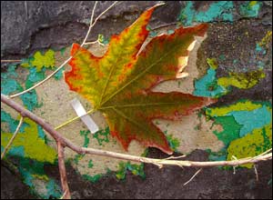 عکس از محمد حسین نعمتی