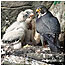 Peregrine Falcons x/o Stephen Kane 